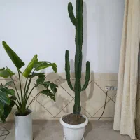گل کاکتوس بسیار زیبا همراه گلدان|گل و گیاه طبیعی|مرودشت, پشت سایپا‎|دیوار