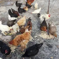 مرغ و خروس نژاد دار چند نمونه  و برهما