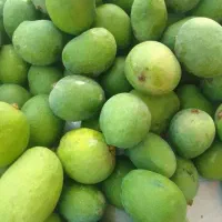 انبه بدون هسته رودان