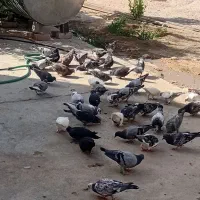 فروش بیست جفت کبوتر پلاکی|پرنده|ششده و قره بلاغ, |دیوار