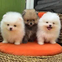 پامر،پامرانین خرسی سفید رنگ ۶۸ روزه