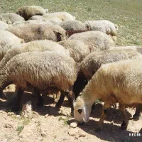 31راس شیشک میش ترکی روزگاری