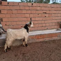 بزغاله نر|حیوانات مزرعه|گمیشان, |دیوار