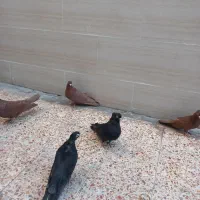 کبوتر صرب|پرنده|اهواز, کوی رمضان|دیوار