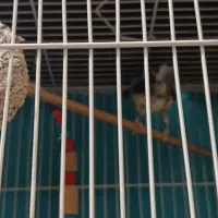 یک عدد عروس هلندی.یک عددمرغ عشق