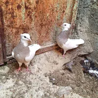 کبوتر طوقی|پرنده|لامرد, |دیوار