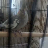 یک عدد عروس هلندی نر
