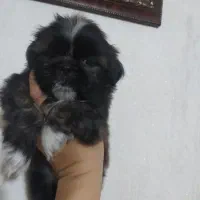 توله شیتزو فلت مینیاتوری اصل|سگ|پرند, فاز ۲|دیوار