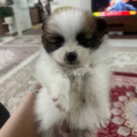 سگ پامر عروسکی