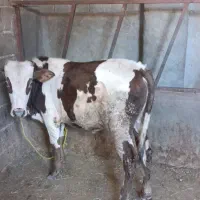 گوساله نرسیمینتال