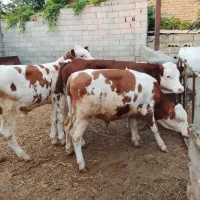 گوساله سیمینتال جنس