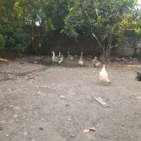 مرغ خروس اودک غاز