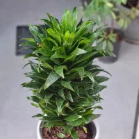 کامیس|گل و گیاه طبیعی|تربت‌حیدریه, بی بی حسنیه|دیوار