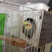 جفت عروس هلندی به شرط