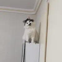 واگذاری گربه