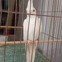 عروس هلندی البینو نردستی|پرنده|قم, انسجام|دیوار