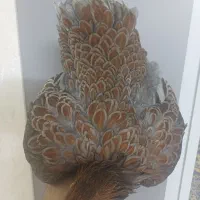 مرغ و خروس ویاندوت بلو رد/تخم نطفه دار/جوجه/نیمچه