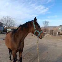 اسب|اسب و تجهیزات اسبسواری|جوین, |دیوار