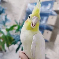 جوجه عروس هلندی رام و چلوندنی