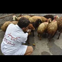 گوسفند زنده پرواری  و خروس غرب و شرق