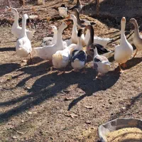 غاز لیندا و محلی