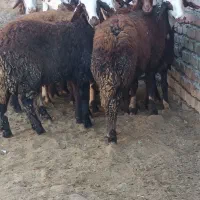 بره|حیوانات مزرعه|بروجرد, |دیوار