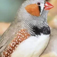 فنچ زبرا