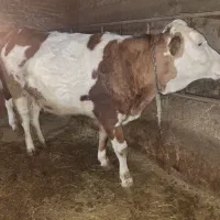 گاوسیمتال‌قرمز