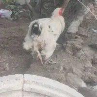 مرغ خروس برهما