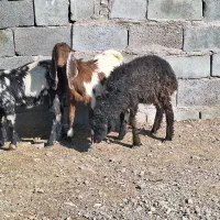 ۲ تا کره یک بره