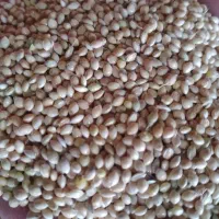 گندم|لوازم جانبی حیوانات|اصفهان, رهنان|دیوار