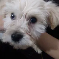 سگ خانگی  شیتزو