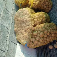 فروش۲۰۰ کیلو سیب کلمبا ۴۰۳در عنبرآباد
