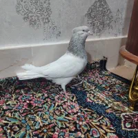 کله الماسی نر|پرنده|بم, |دیوار