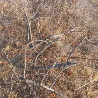 فروش چوب سیب باقیمانده هرس کلی|خدمات باغبانی و درختکاری|شیراز, حومه شیراز|دیوار