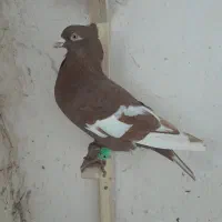 سرخ سرک|پرنده|شیروان (خراسان), |دیوار