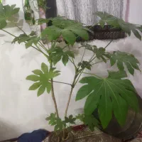 گل پاچیرا،یا برک انجیری بزرگ