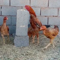خروس لاری