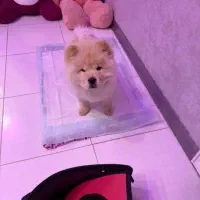 چاوو چاو