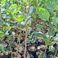 درخت پسته پیوندی وغیرپیوندی یه ساله دوساله سه ساله