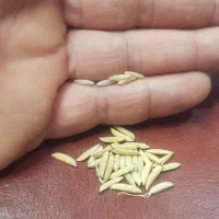 شالی دم سیاه