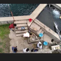 ماهی قزل الا