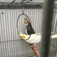 طوطی، عروس، هلندی