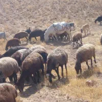 الاغ ماده