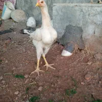 فروش خروس دو رگ|حیوانات مزرعه|پاوه, |دیوار