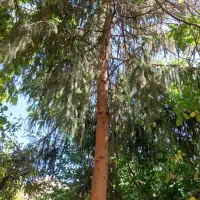 کاج ۲۵ ساله