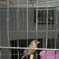 فروش تعدای ماده سهره به شرط بیا سالم