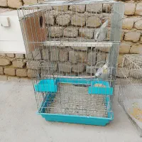 یک جفت عروس هلندی
