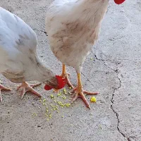 باسلام دوتا خروس سفید .فروشی