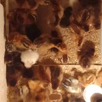 هندیخان خنوبی|حیوانات مزرعه|هندیجان, |دیوار